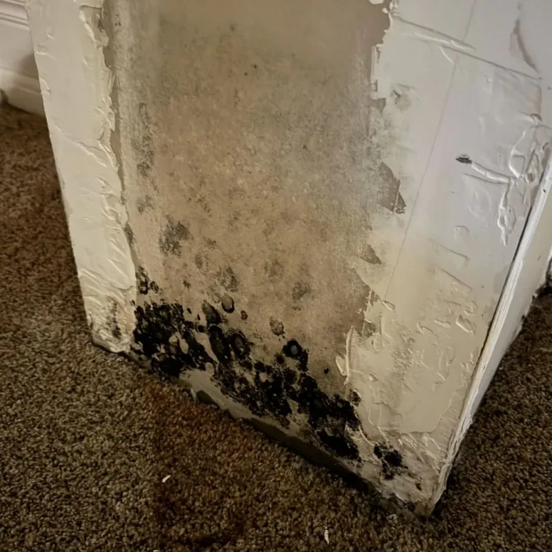 Professional Mold Removal in Duchesne County, UT
